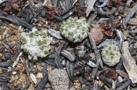 Image of texosporium lichen