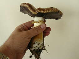 Image of Stropharia