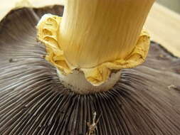 Image of Stropharia