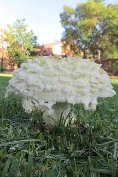 Image of Saproamanita