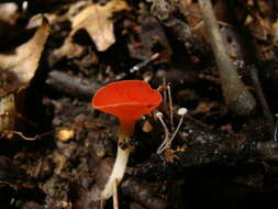 Sivun Sarcoscyphaceae kuva