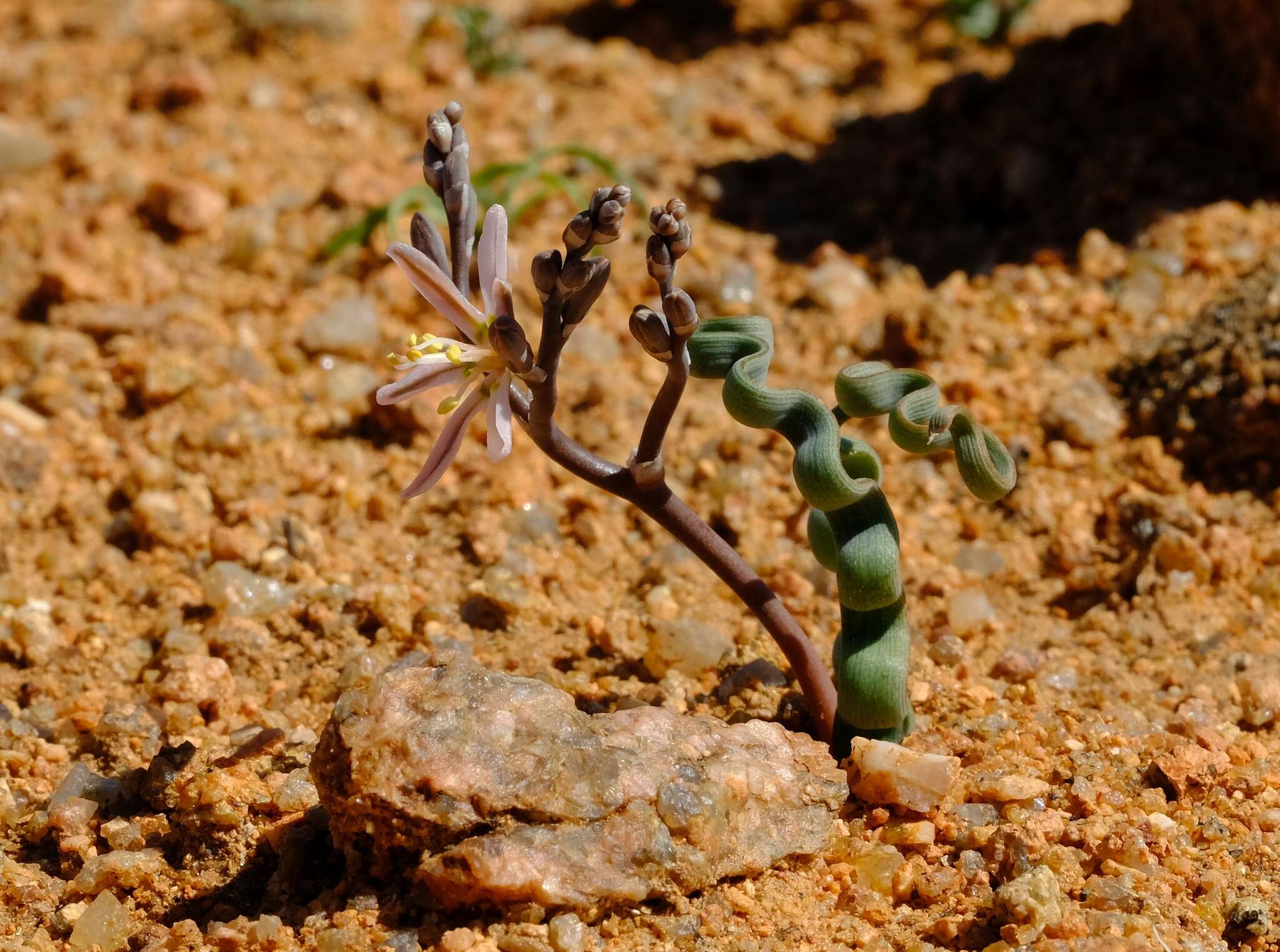 Image of Trachyandra tortilis (Baker) Oberm.