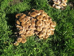 Image of Honey Fungus