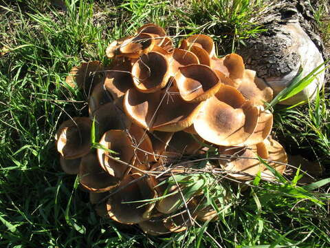 Image of Honey Fungus