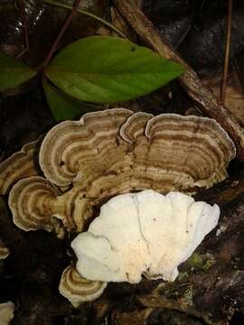 Image of Leiotrametes