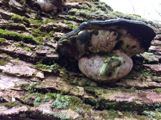 Image of Ganoderma