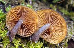 Image of Galerina