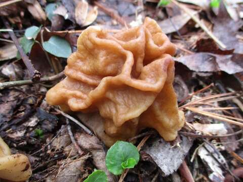 Image of Gyromitra korfii (Raitv.) Harmaja 1973