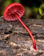 Image of bonnet mushrooms