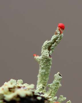 Image of cup lichen