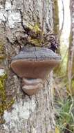 Image of Phellinus