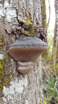 Image of Phellinus