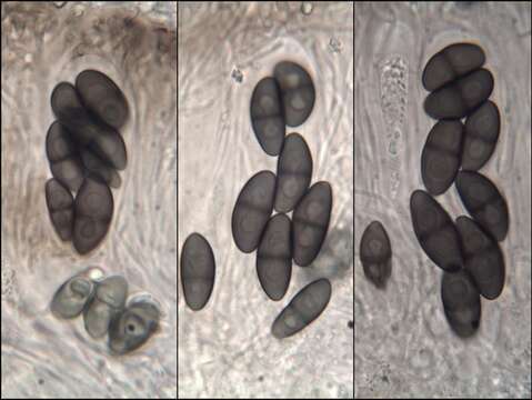 Physcia clementei (Sm.) Lynge的圖片