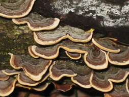 Image of Trametes