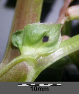 Image of Broad Bean