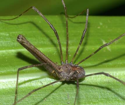 Image of Pantopsalis albipalpis