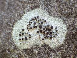 Image of Lecanora Ach.