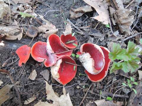 Image of Sarcoscyphaceae