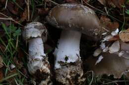 Image de Amanita merxmuelleri Bresinsky & Garrido 1985