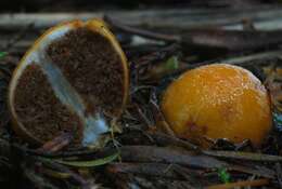 Image of Cortinarius peraurantiacus Peintner & M. M. Moser 2002