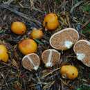 Imagem de Cortinarius peraurantiacus Peintner & M. M. Moser 2002