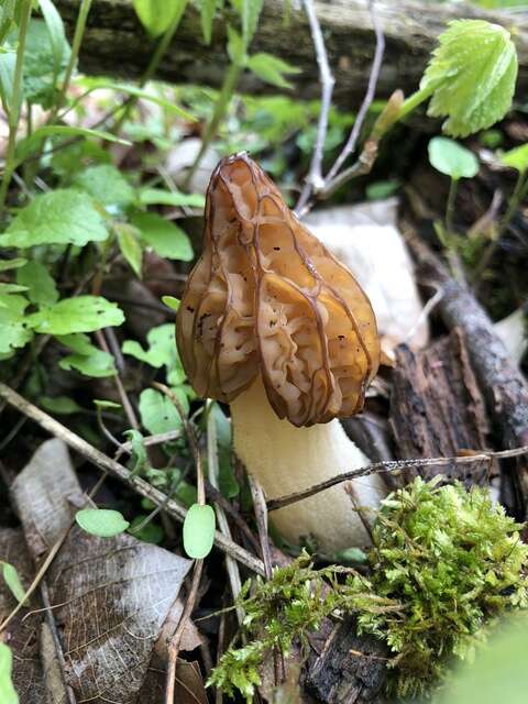 Image of Morchella punctipes Peck 1903