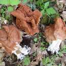 Image of brown false morel