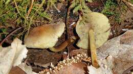 Image of Hypholoma