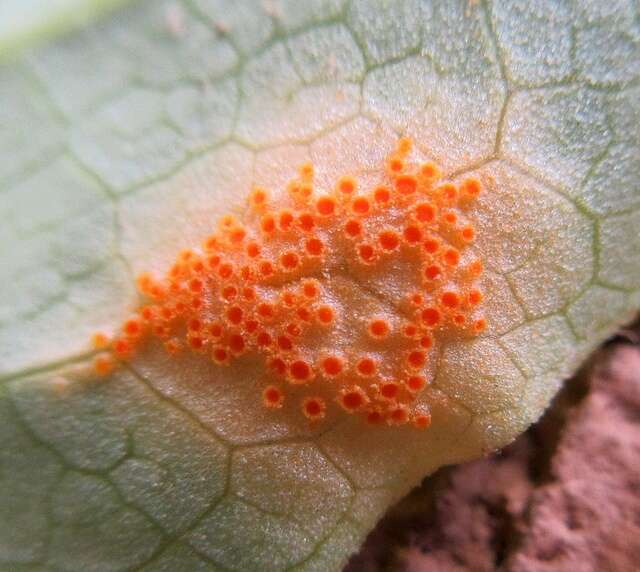 Image of Puccinia podophylli Schwein. 1822