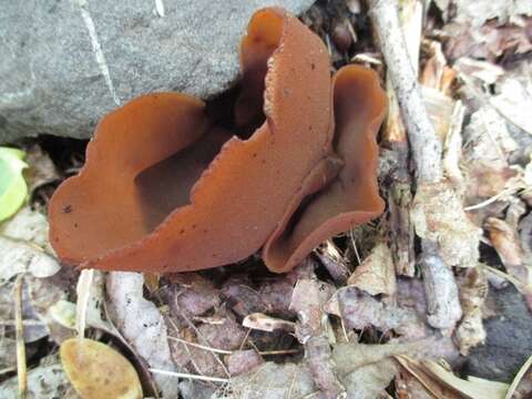 Image of cup fungi