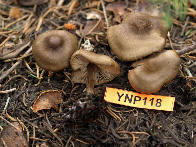 Image of Entoloma vernum S. Lundell 1937