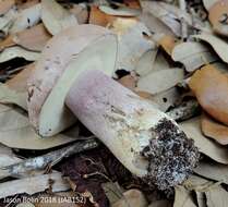 Imagem de Tylopilus violatinctus T. J. Baroni & Both 1998