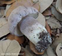 Imagem de Tylopilus violatinctus T. J. Baroni & Both 1998