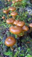 Image of Galerina