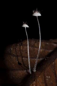 Imagem de <i>Mycena punkissima</i>