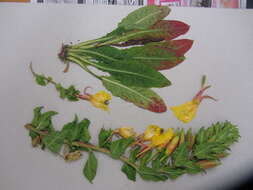 Image of redsepal evening primrose