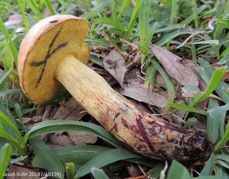 Sivun Boletus luridellus (Murrill) Murrill 1938 kuva