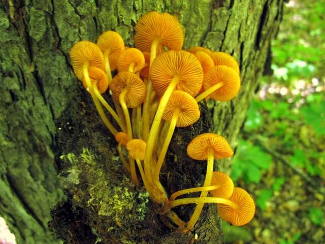 Image of Mycena leaiana (Berk.) Sacc. 1891