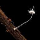 صورة <i>Mycena punkissima</i>