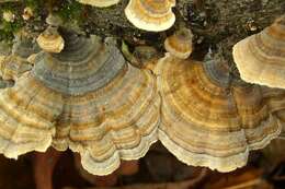 Image of Trametes