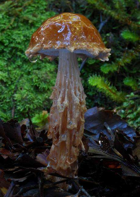 Image of Austroboletus