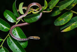 صورة Dendrelaphis subocularis (Boulenger 1888)