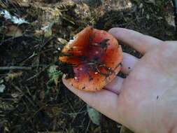 Image of Russula cremoricolor Earle 1902