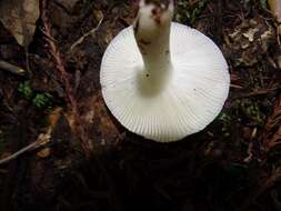 Image of Russula cremoricolor Earle 1902