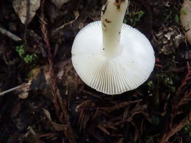 Image of Russula cremoricolor Earle 1902