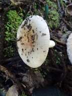 Image of Russula cremoricolor Earle 1902