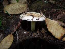 Image of Russula cremoricolor Earle 1902