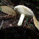 Sivun Russula cremoricolor Earle 1902 kuva