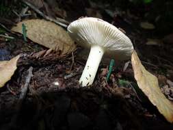 Image of Russula cremoricolor Earle 1902