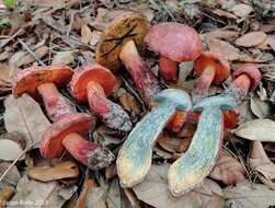 Image of Butyriboletus floridanus (Singer) G. Wu, Kuan Zhao & Zhu L. Yang 2016